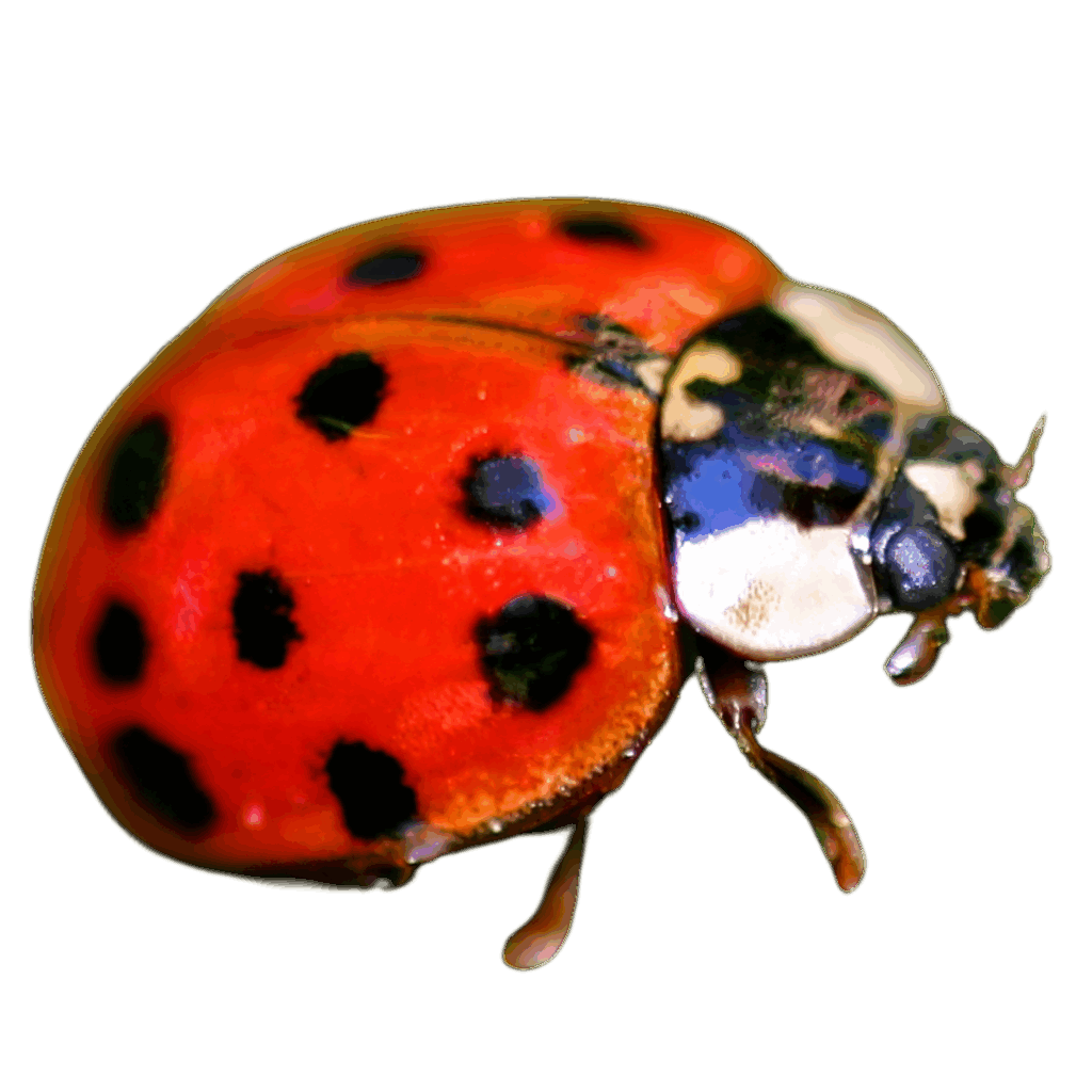 ladybug