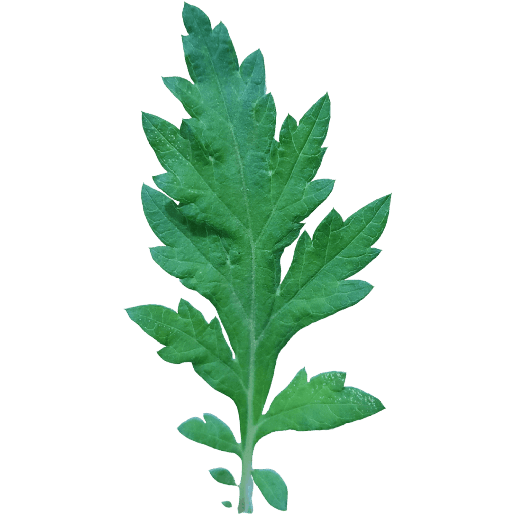 yomogi