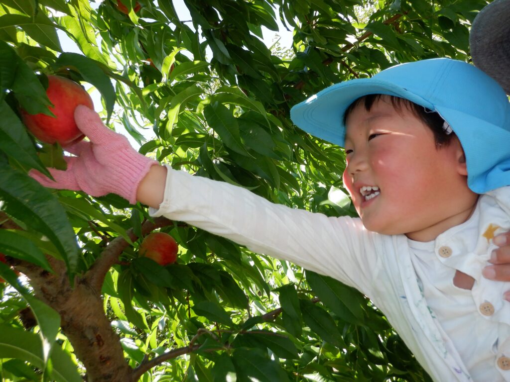 peach hunt